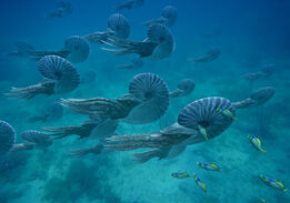 Ammonites1.jpg
