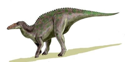 Anatotitan BW