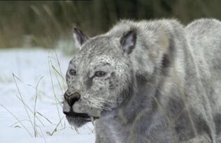 Cavelion1