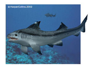 Hybodus.jpg