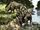 Entelodon