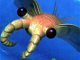 Anomalocaris