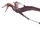 Rhamphorhynchus