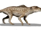 Pakicetus