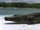Deinosuchus