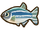 Zebra fish