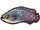 Arapaima