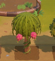 Dragonfruit | Coral Island Wiki | Fandom