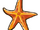 Common starfish