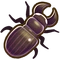 Scarites beetle