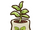 Plum seedling