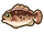 Grouper