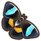 Olivewing butterfly