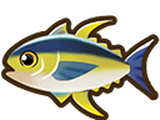 Yellowfin tuna