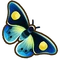 Janetta forester butterfly