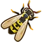 Wasp