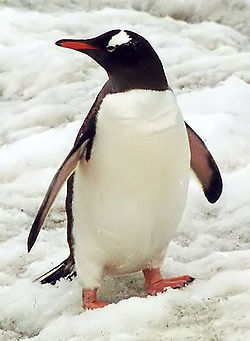 images of real penguins