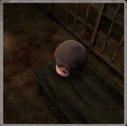 Sakuya Hoshikawa (Researcher)