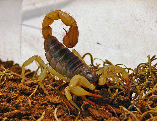 poisonous scorpions in costa rica