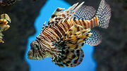 Red Lionfish