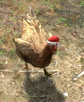 Chicken xmas2-1-.png (141 КБ) Курица с оленьими рогами во время обновления «Winter Offensive» (2013 год) на карте Militia