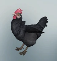 1620130338 black-chicken.png (82 КБ) Чёрная курица