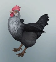 1620130346 black-grey-chicken.png (78 КБ) Чёрно-серая курица