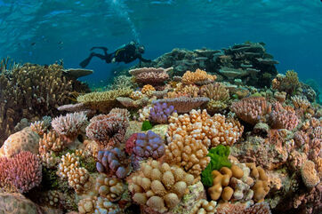 Great-barrier-reef-diver-615