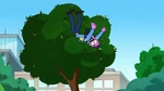 Keys lands in a tree