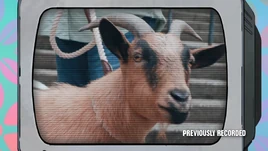 Max the Goat