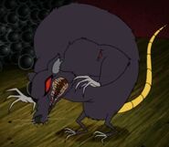Rat after being hit by an "Unhappy Cannonball"