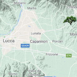 Tuscany forest Capannori Italy.jpg