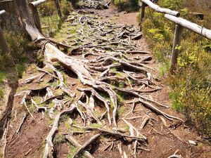 Harz-Mountains-Hiking-Brocken-Witches-1-1200-c