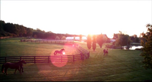 Bluebonnet Farm