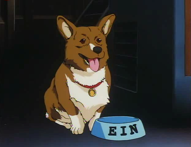 welsh corgi ein