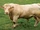 Charolais Cattle