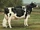 Holstein Cattle