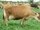 Jersey Cattle