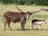 Ankole-Watusi Cattle
