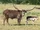 Ankole-Watusi Cattle