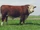 Hereford Cattle