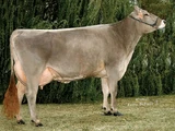 Brown Swiss Cattle