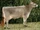 Brown Swiss Cattle