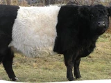 Belted Galloway Cattle