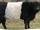 Belted Galloway Cattle