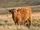 Highland Cattle