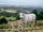 Chianina Cattle