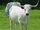 White Park Cattle