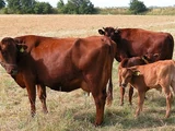 Danish Red Cattle