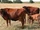 Danish Red Cattle